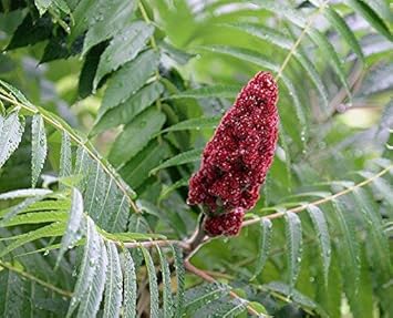 Red Typhina Seeds for Planting – Organic, Heirloom, Non-GMO Flower Seeds